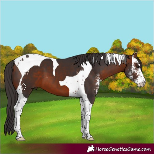 Horse Color:Bay Sabino Tobiano