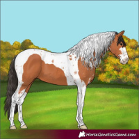 Horse Color:Bay Sabino Tobiano 