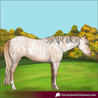 Horse Color:Gold Champagne Pearl Rabicano  and Gray Gold Champagne Pearl Rabicano 