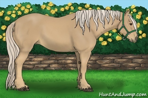 Horse Color:Palomino 
