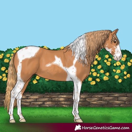 Horse Color:Chestnut Sabino Tobiano