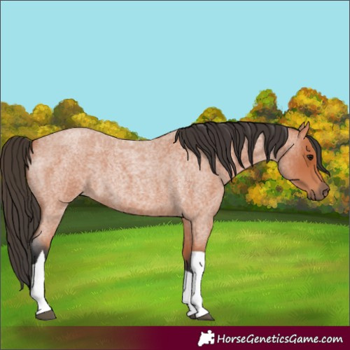 Horse Color:Bay Roan Tobiano 