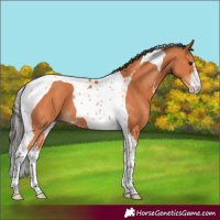 Horse Color:Bay Sabino Tobiano 