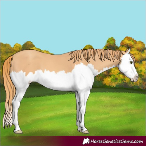 Horse Color:Gold Champagne Splash 