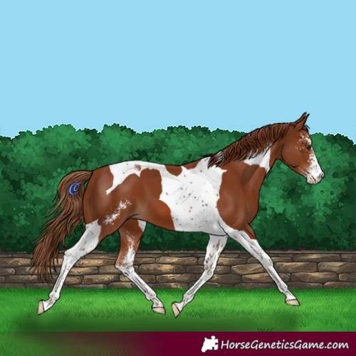 Horse Color:Chestnut Sabino Tobiano