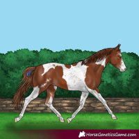 Horse Color:Chestnut Sabino Tobiano 