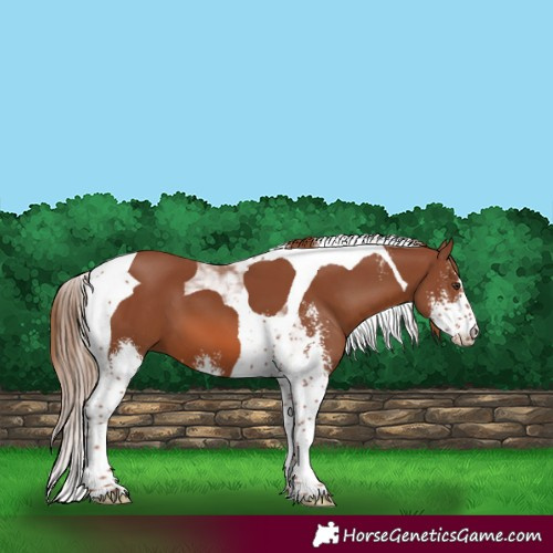 Horse Color:Chestnut Sabino Tobiano