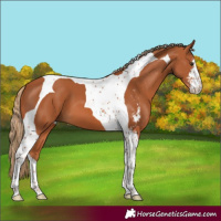 Horse Color:Chestnut Sabino Tobiano 