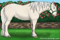 Horse Color:Cremello 