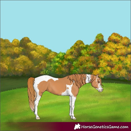 Horse Color:Chestnut Sabino Tobiano