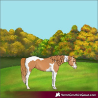 Horse Color:Chestnut Sabino Tobiano