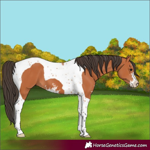 Horse Color:Bay Sabino Tobiano 