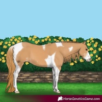 Horse Color:Chestnut Sabino Tobiano 