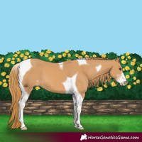 Horse Color:Chestnut Sabino Tobiano