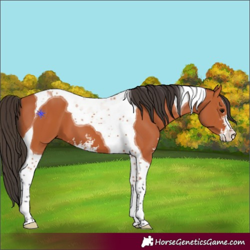 Horse Color:Bay Sabino Tobiano 