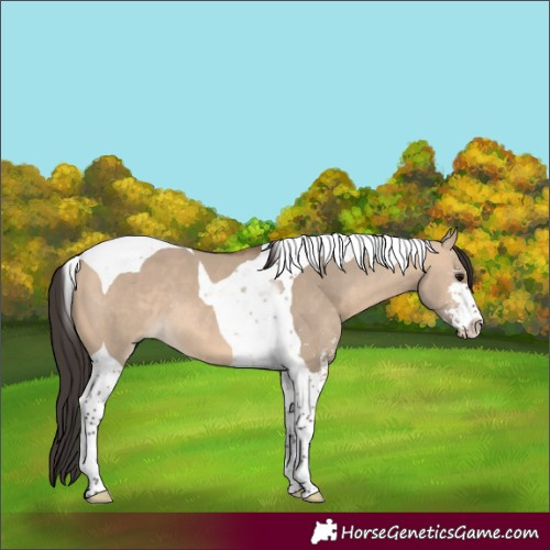 Horse Color:Bay Dun Sabino Tobiano 