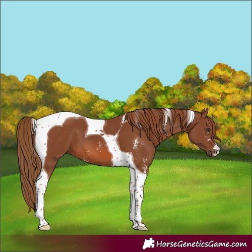 Horse Color:Chestnut Sabino Tobiano 