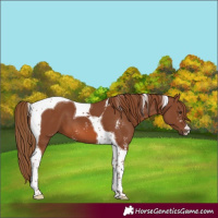 Horse Color:Chestnut Sabino Tobiano