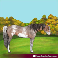 Horse Color:White Spotted Bay Roan Frame 