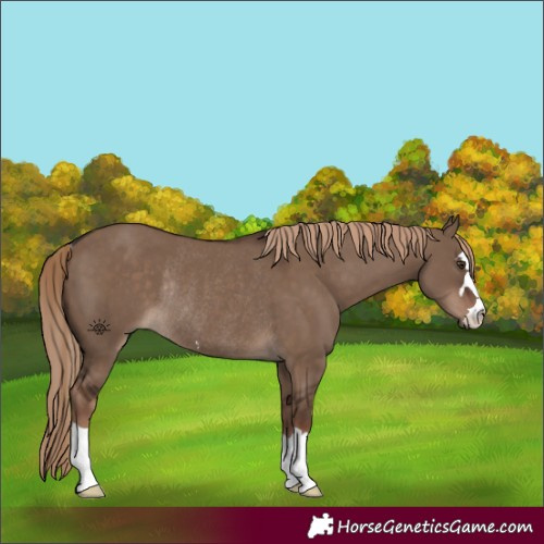 Horse Color:Liver Red Dun Rabicano