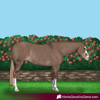 Horse Color:Liver Red Dun Rabicano 