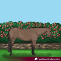Horse Color:Liver Red Dun Rabicano