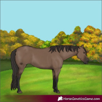 Horse Color:Liver Red Dun Rabicano