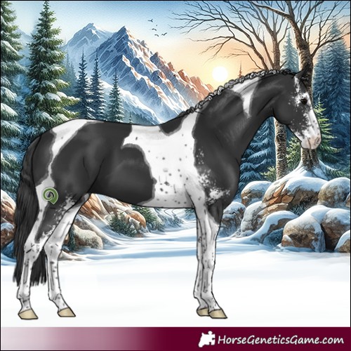 Horse Color:Black Sabino Tobiano 