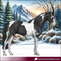 Horse Color:Black Sabino Tobiano 