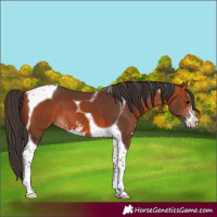 Horse Color:Bay Sabino Tobiano 