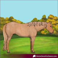 Horse Color:Red Roan 