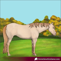 Horse Color:Gold Champagne Dun 