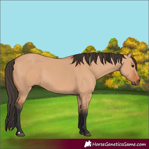 Horse Color:Bay Dun