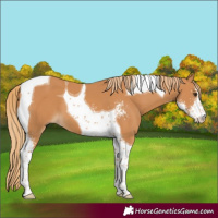 Horse Color:Chestnut Sabino Tobiano