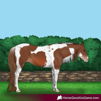 Horse Color:Chestnut Sabino Tobiano 