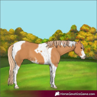 Horse Color:Chestnut Sabino Tobiano 