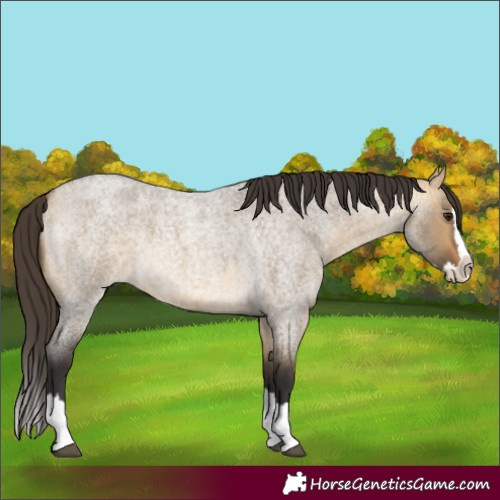Horse Color:Buckskin Roan Dun Splash 
