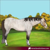 Horse Color:Buckskin Roan Dun Splash 