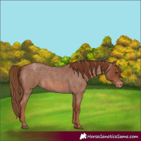 Horse Color:Red Roan Varnish 