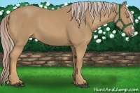 Horse Color:Palomino 