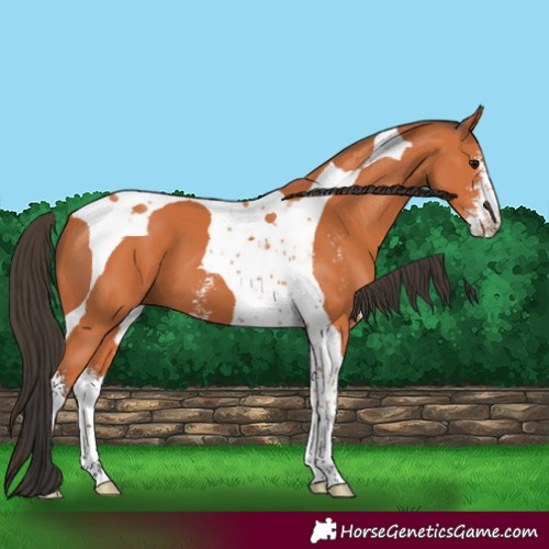 Horse Color:Bay Sabino Tobiano 