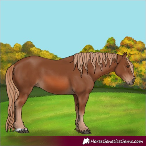Horse Color:Chestnut 