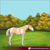 Horse Color:Palomino Sabino Tobiano