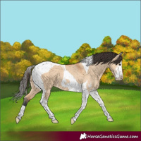 Horse Color:Bay Dun Sabino Tobiano 