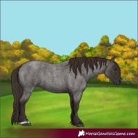 Horse Color:Liver Red Roan 