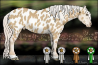 Horse Color:Palomino Dun Appaloosa 