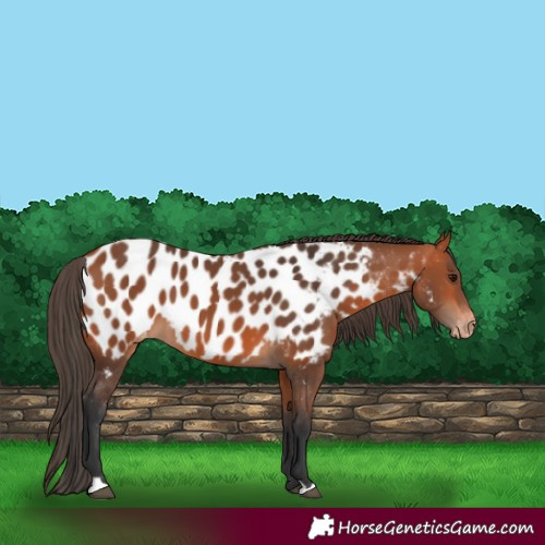 Horse Color:Bay Near Leopard 