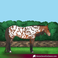 Horse Color:Bay Appaloosa 