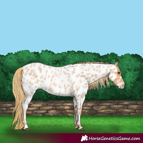 Horse Color:Red Roan Near Leopard