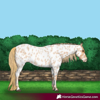 Horse Color:Red Roan Near Leopard 